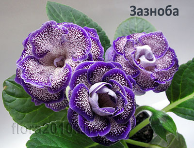 Зазноба-400.jpg