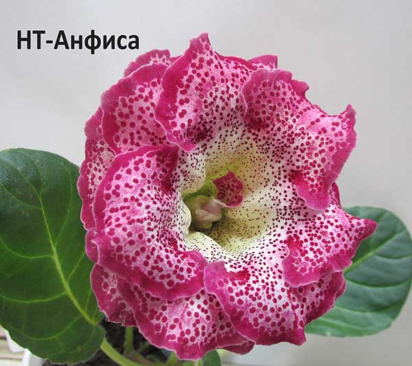 НТ-Анфиса-600.jpg
