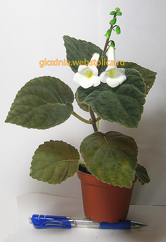 multiflora.jpg