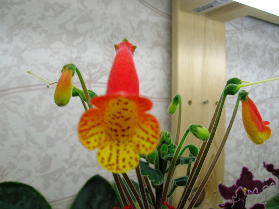 smithiantha zebrina.jpg