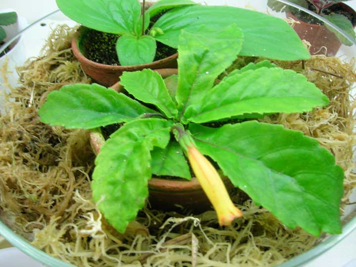 cineifolia_var_lutea.jpg