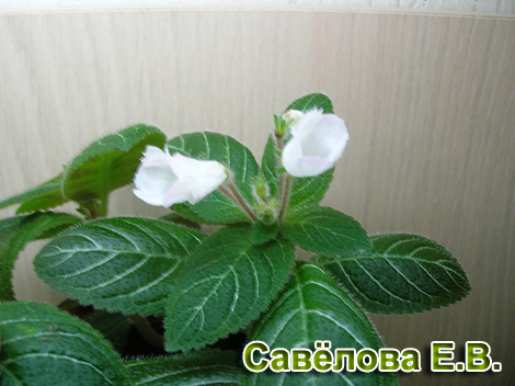 fineja_любимка.jpg