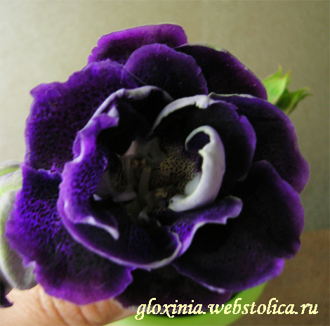 Куртизанка.jpg