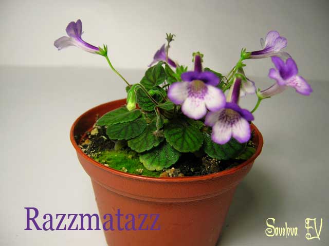 razzmatazz1.jpg