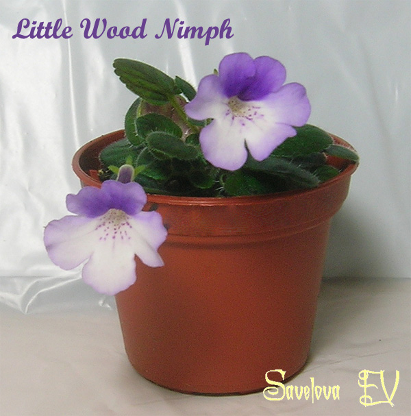little-wood-nimph_112k.jpg