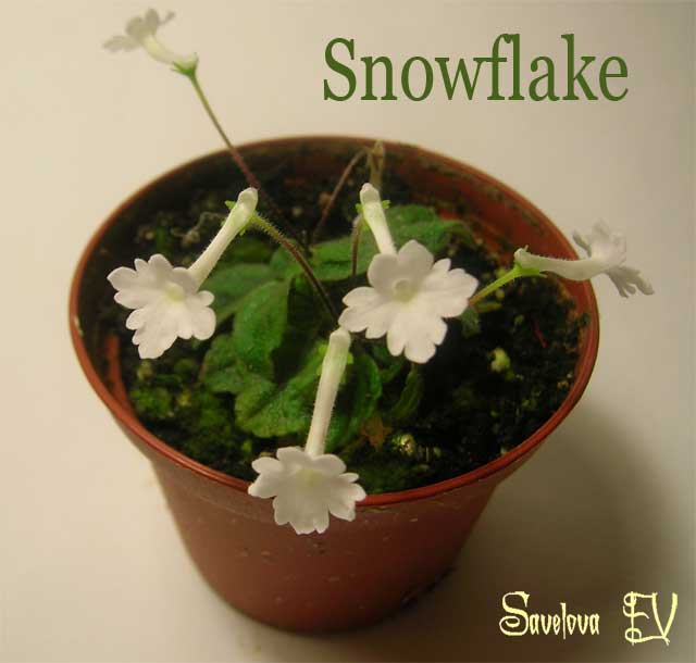 snowflake1.jpg