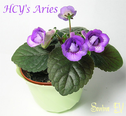 hcy_s-aries+.jpg