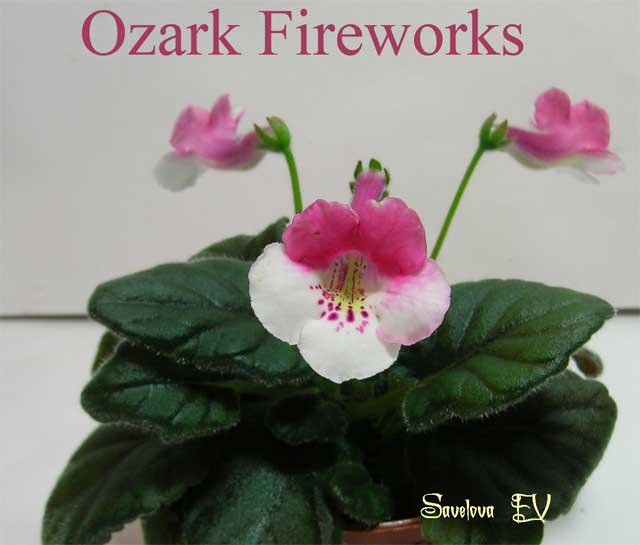 Ozark-Fireworks.jpg
