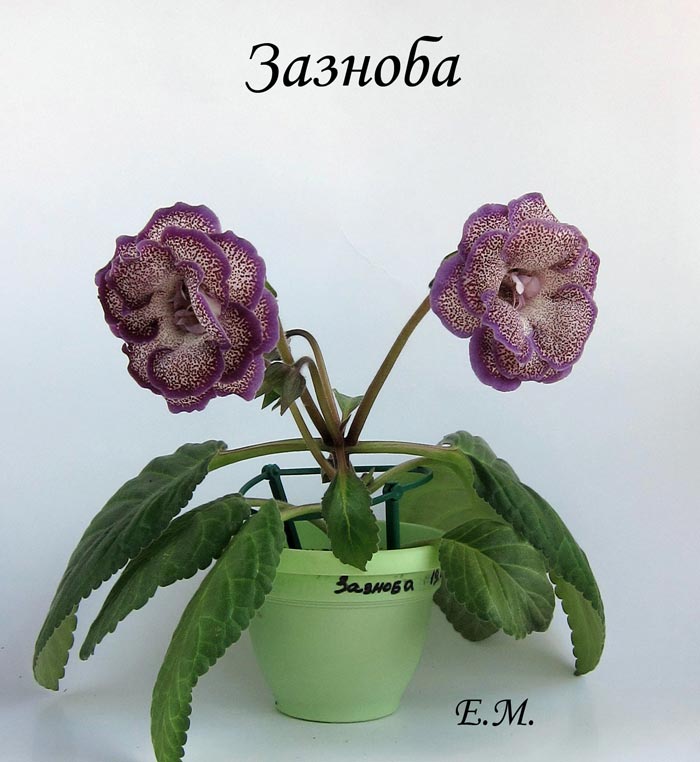 Зазноба-6.jpg