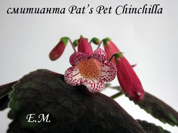 sm.-Pat's-Pet-Chinchilla.jpg