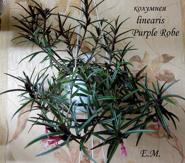 col Purple-Robe+.jpg