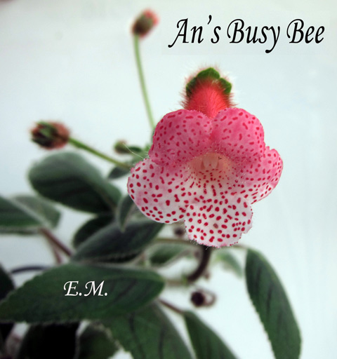 An's-Busy-Bee.jpg