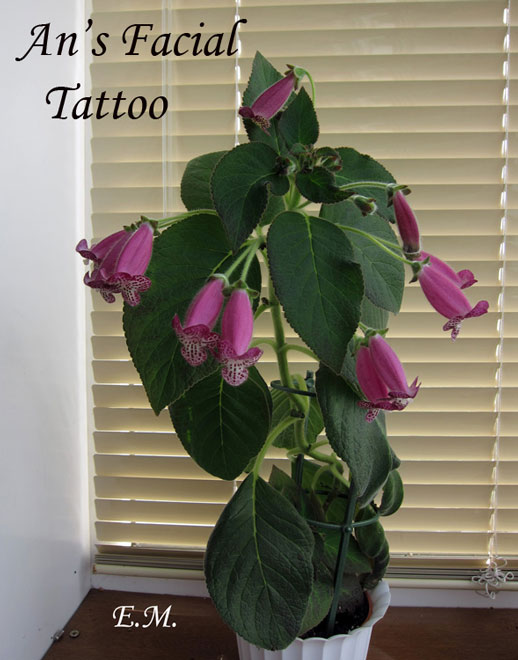 An's-Facial-Tatoo-2.jpg