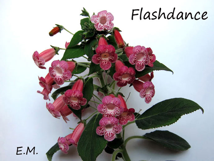 Flashdance-5.jpg
