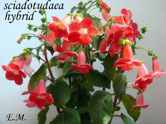 sciadotudaea-5.jpg