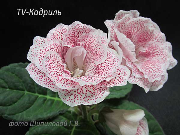 TV-Кадриль-600.jpg
