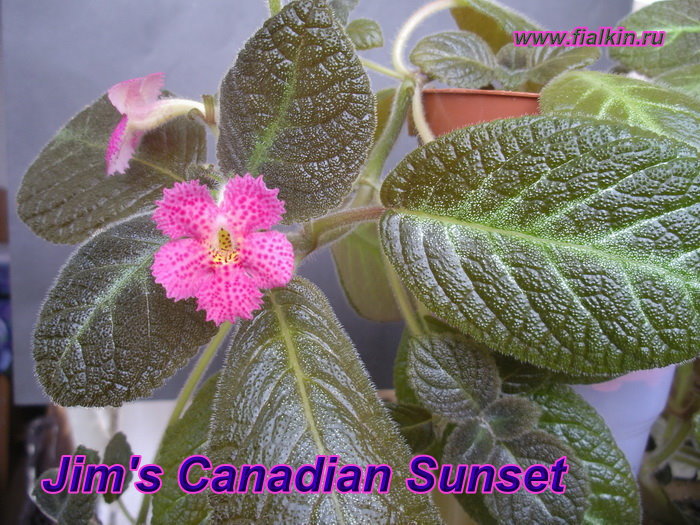 Jim`s Canadian Sunset.jpg