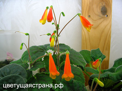 smithianta-zebrina.jpg