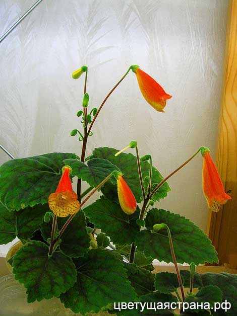 smithianta-zebrina+.jpg