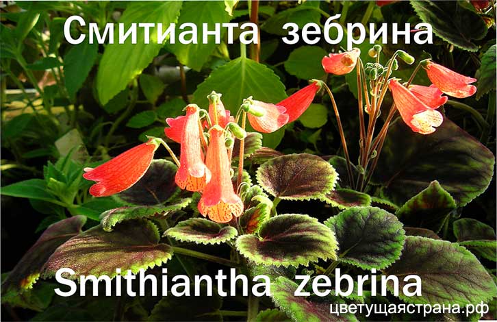 zebrina.jpg