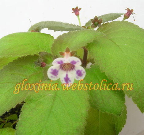 diastema.jpg