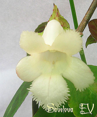 Drimonia-serrulata.jpg