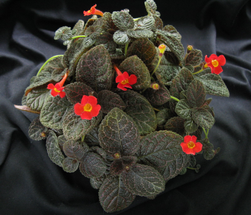 _Episcia_JimsPinkRose05.jpg