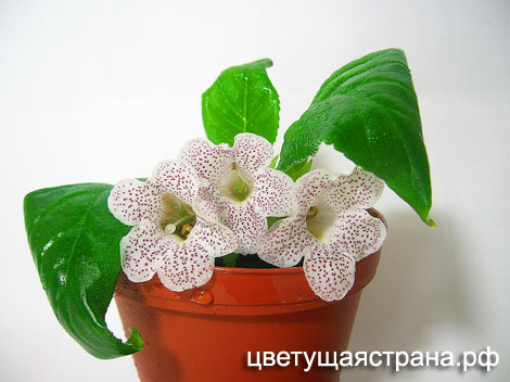 sinningia-guttata-цветет-укорененная-верхушечка.jpg