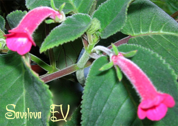 purpurea.jpg