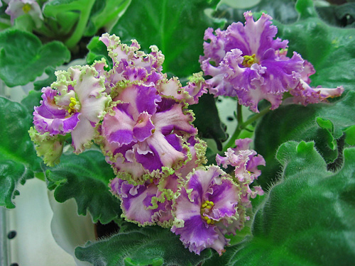SC-Ruffled-deligfht-Karpova.jpg
