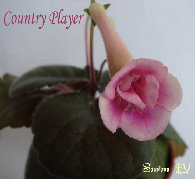 Country-Player.jpg