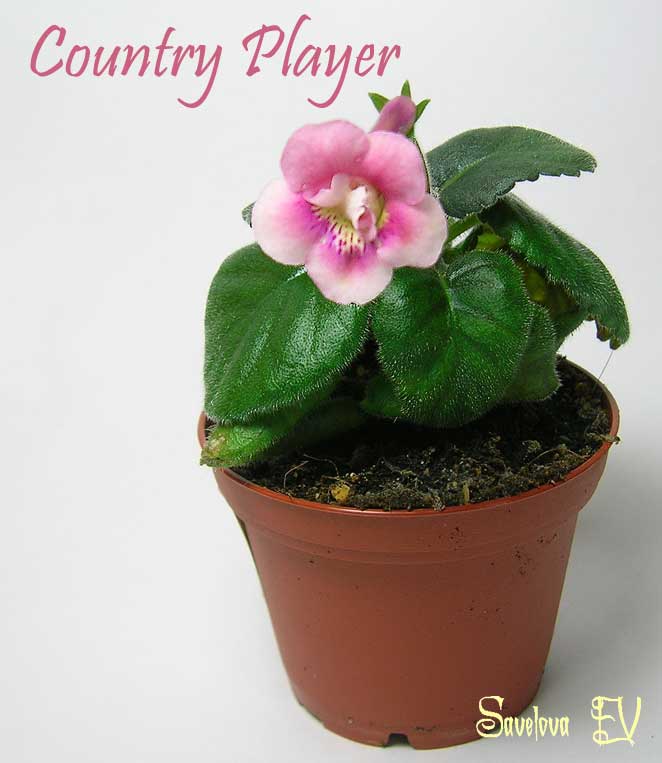 Country-Player_39k.jpg