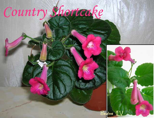country_shortcake_sf1.jpg