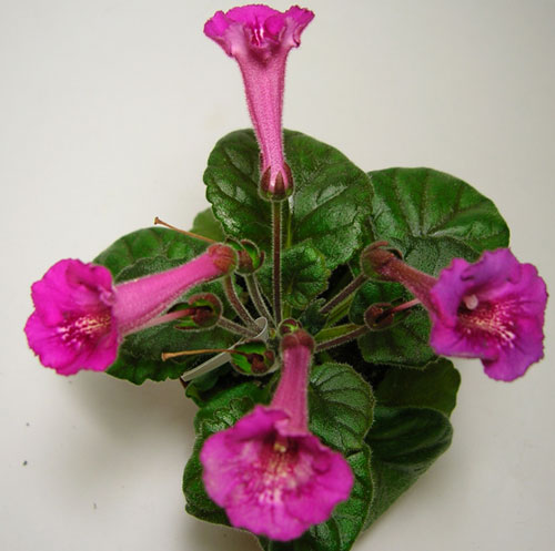Fuchsia_Treasure_b.jpg