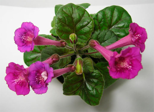 Fuchsia_Treasure_bm2.jpg
