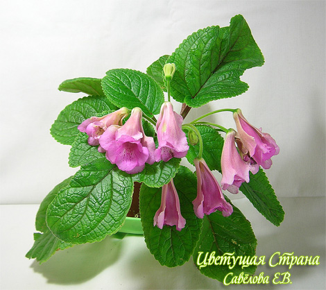 texas_butterfly-krasava___.jpg