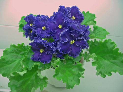 Reigning-beauty1-Rabets.jpg