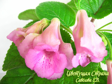texas_butterfly-krasava__.jpg