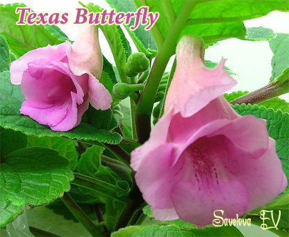 texas_butterfly_84k.jpg