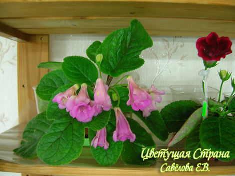 texas_butterfly-krasava.jpg