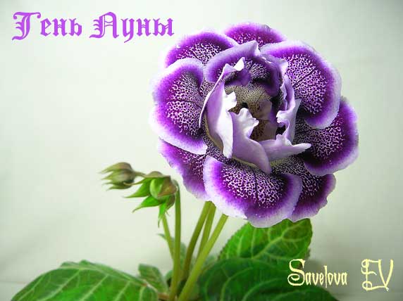Тень-Луны_30к.jpg