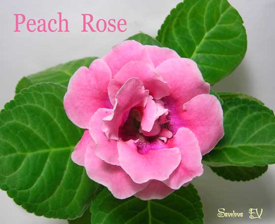 Peach_Rose_sf.jpg