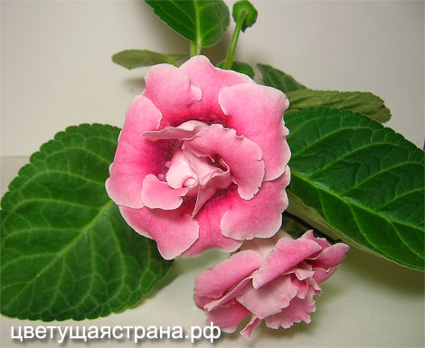 Peach_Rose-растение.jpg