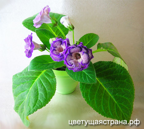 Зазноба-растение.jpg