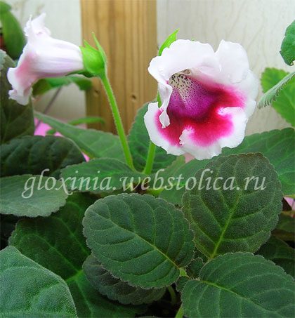 Клюква-на-стеллаже-48k.jpg