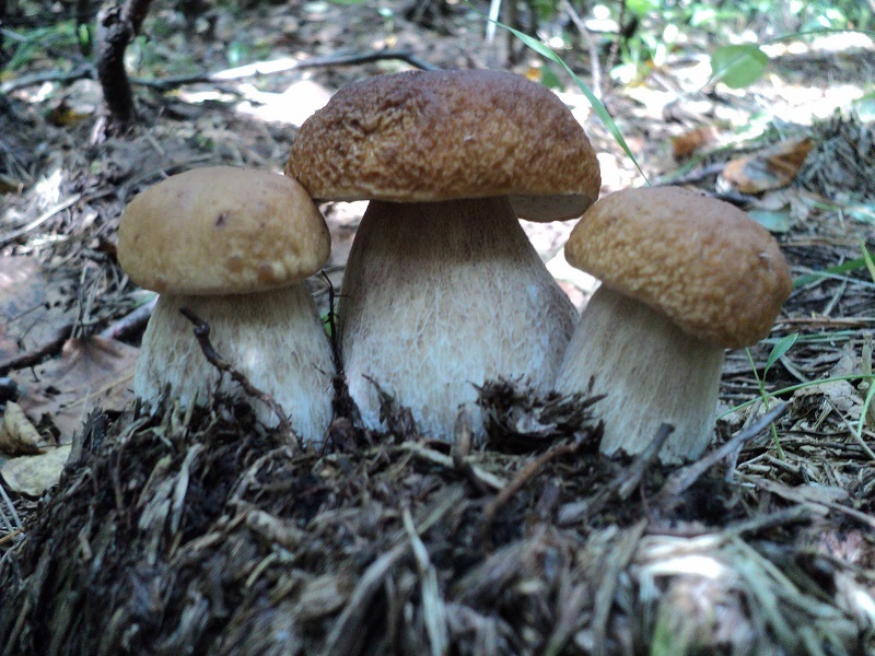 DSC08743.JPG