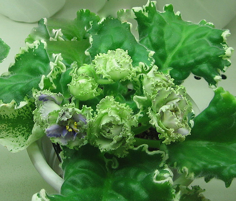 Ma's-fat-Froggy1-Skorohod.jpg