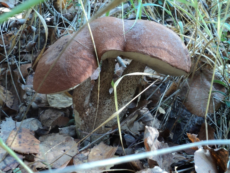 DSC09284.JPG