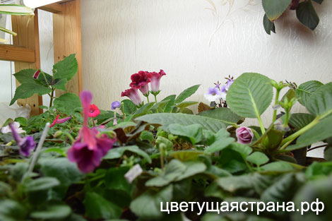 неприбранная-полянка.jpg