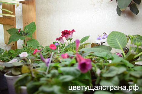 неприбранная-полянка+.jpg
